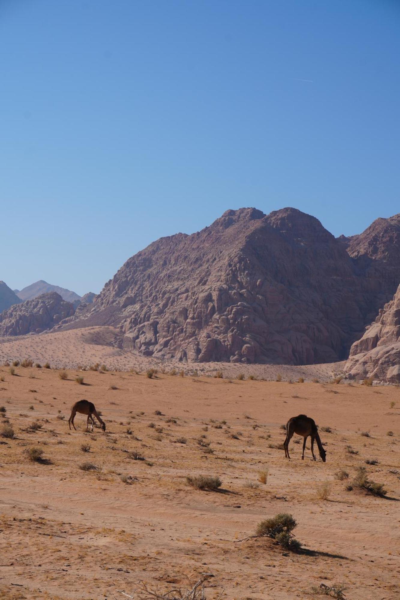 Bedouin Cave Wadi Rum Campsite Hotel Exterior photo